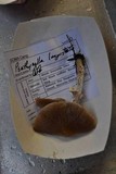 Psathyrella longistriata image