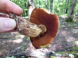 Boletus vermiculosoides image