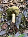 Boletus pallidus image