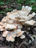 Laetiporus cincinnatus image
