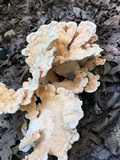 Laetiporus cincinnatus image