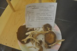 Psathyrella piluliformis image