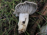 Hygrophorus marzuolus image