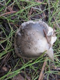 Hygrophorus marzuolus image