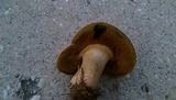 Boletus patrioticus image