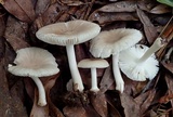 Amanita farinosa image