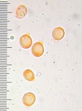 Amanita farinosa image