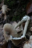 Amanita sect. Vaginatae image