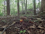 Tylopilus felleus image