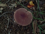 Tylopilus felleus image