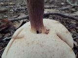 Tylopilus felleus image
