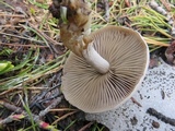 Clitocybe glacialis image