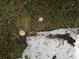 Clitocybe glacialis image