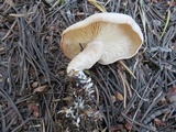 Clitocybe albirhiza image