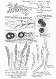 Mycosphaerella pteridis image
