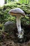 Amanita submaculata image