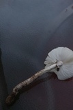 Amanita submaculata image
