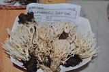 Ramariopsis kunzei image