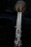 Amanita submaculata image