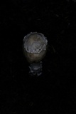 Amanita submaculata image