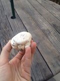 Chlorophyllum agaricoides image