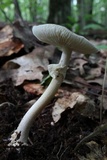 Amanita solaniolens image