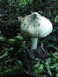 Inocybe rimosa image