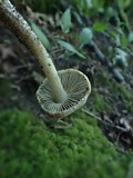 Inocybe rimosa image