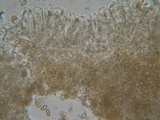 Inocybe rimosa image