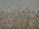Inocybe rimosa image