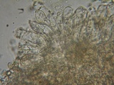 Inocybe rimosa image