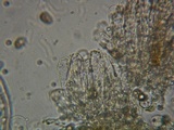 Inocybe rimosa image