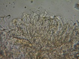 Inocybe rimosa image
