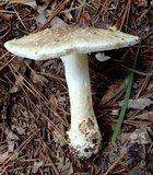 Amanita canescens image