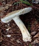 Amanita canescens image