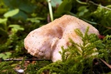 Hydnum oregonense image