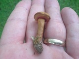 Chalciporus rubritubifer image