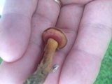 Chalciporus rubritubifer image