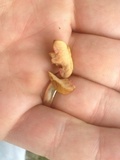 Chalciporus rubritubifer image