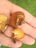 Chalciporus rubritubifer image
