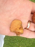 Chalciporus rubritubifer image