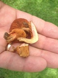 Chalciporus rubritubifer image