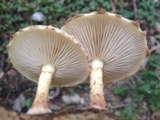 Pholiota polychroa image