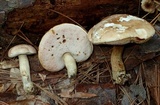 Tylopilus violatinctus image