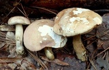 Tylopilus violatinctus image