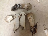 Boletus pallidus image