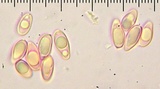 Tylopilus violatinctus image