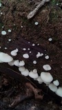Pleurocybella porrigens image