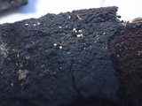 Polydesmia pruinosa image