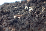 Polydesmia pruinosa image